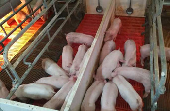 乐鱼体育仔仔宝——7-60日龄乳仔猪教槽、诱食、促长专家